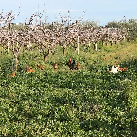 Biologico Sant'andrea Country house