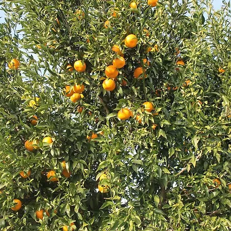 Biologico Sant'andrea